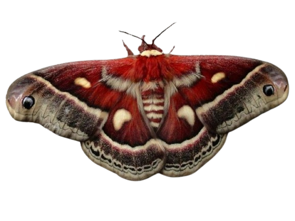 Mariposa decorativa
